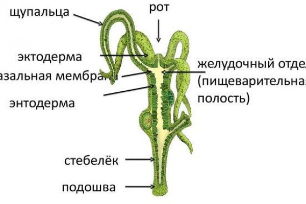 Рабочая ссылка на кракен в торе