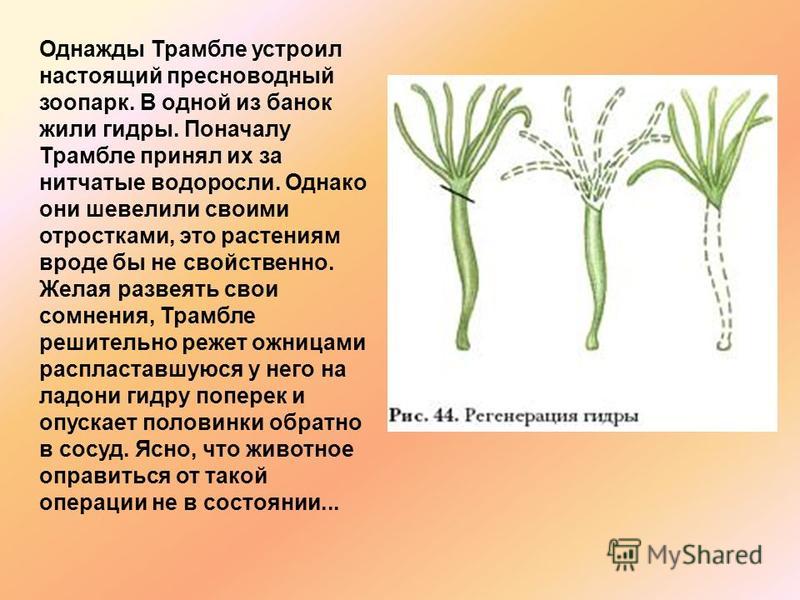 Кракен зеркало прокатис